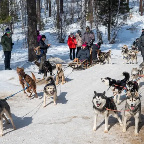 husky tour